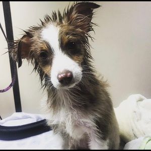 Meet your Posher, Holly